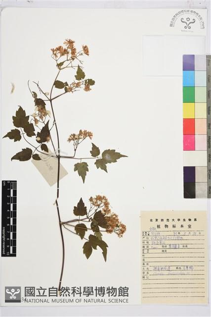 短尾鐵線蓮藏品圖，第1張