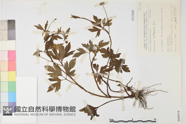 水辣菜、禺毛茛藏品圖，第1張