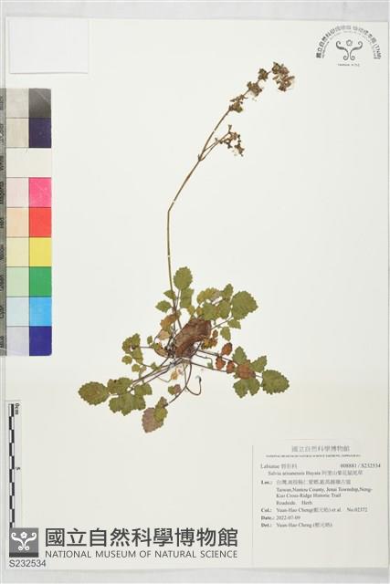 阿里山紫花鼠尾草藏品圖，第1張