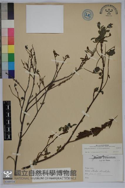 毛木藍藏品圖，第1張