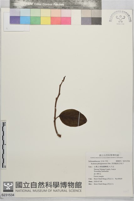 菲律賓南五味子藏品圖，第1張