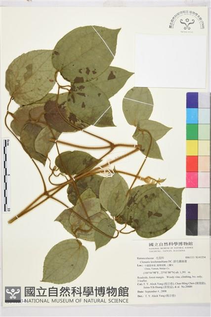 銹毛鐵線蓮藏品圖，第1張