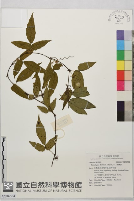 三腳虌草藏品圖，第1張