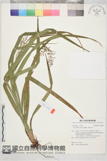 紅鞘薹、蕨狀苔草藏品圖，第1張