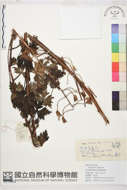 陰地翠雀花藏品圖，第1張