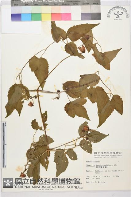 小木通藏品圖，第1張