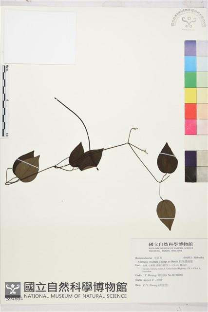 柱果鐵線蓮藏品圖，第2張