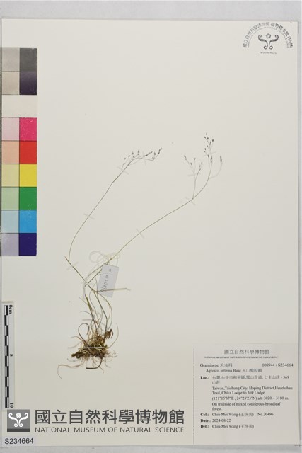 玉山剪股穎藏品圖，第1張