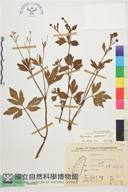 水辣菜、禺毛茛藏品圖，第1張