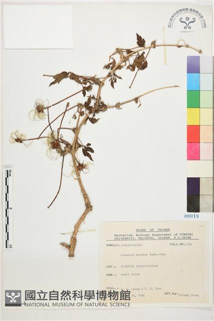 繡球藤藏品圖，第1張