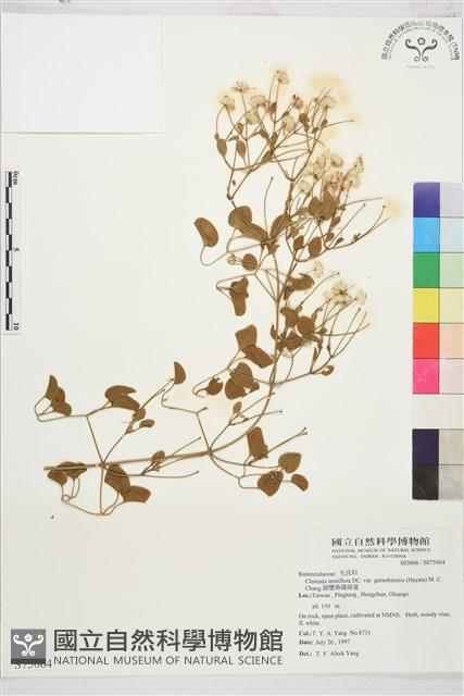 鵝鑾鼻鐵線蓮藏品圖，第1張