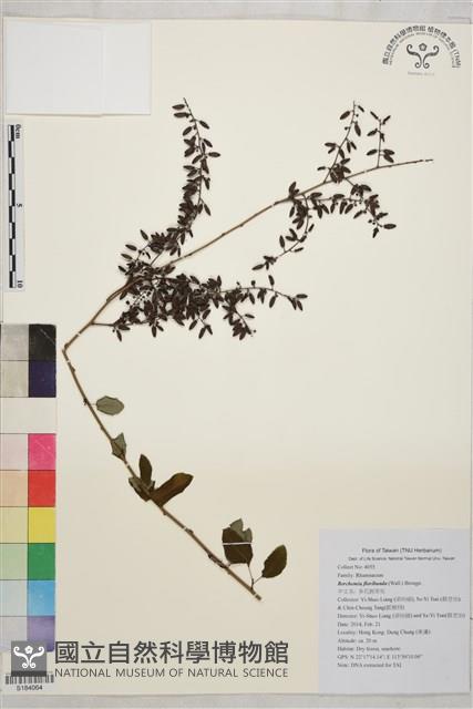 多花勾兒茶, 多花黃鱔藤藏品圖，第1張