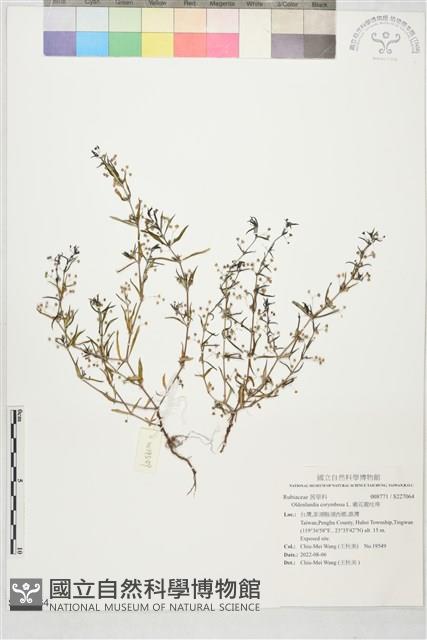 繖花龍吐珠藏品圖，第1張