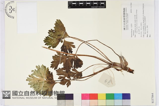 登錄號:S137064藏品圖，第1張