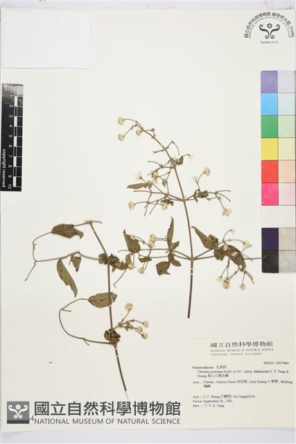 梨山小蓑衣藤藏品圖，第2張