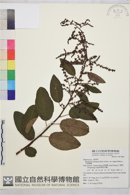 大黃鱔藤藏品圖，第1張