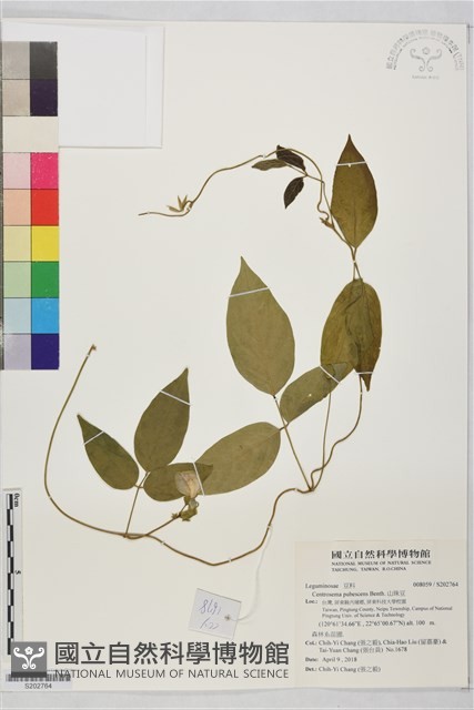 山珠豆藏品圖，第1張