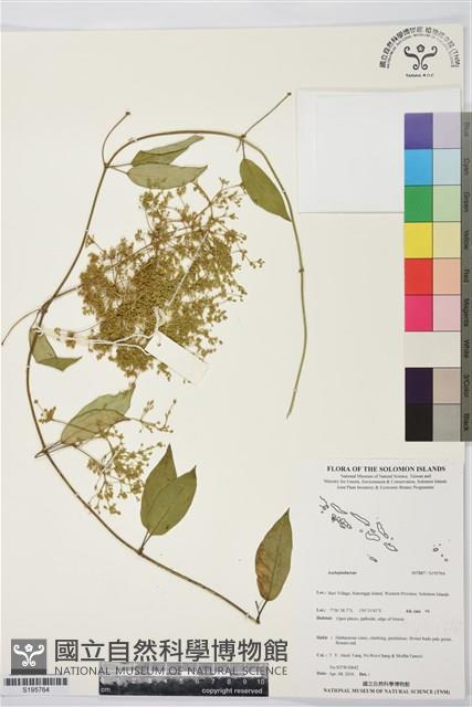 Accession Number:S195764 Collection Image