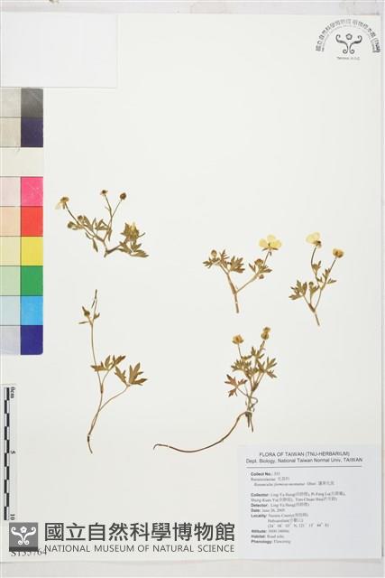 蓬萊毛茛藏品圖，第1張