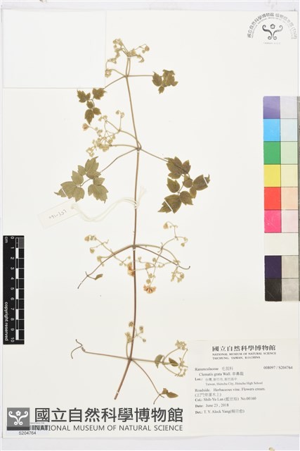 串鼻龍藏品圖，第1張