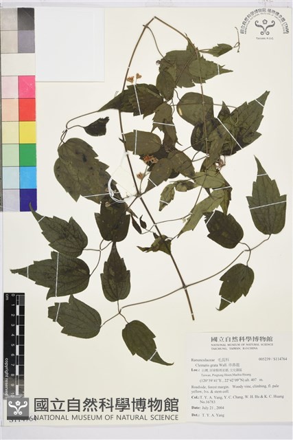 串鼻龍藏品圖，第1張