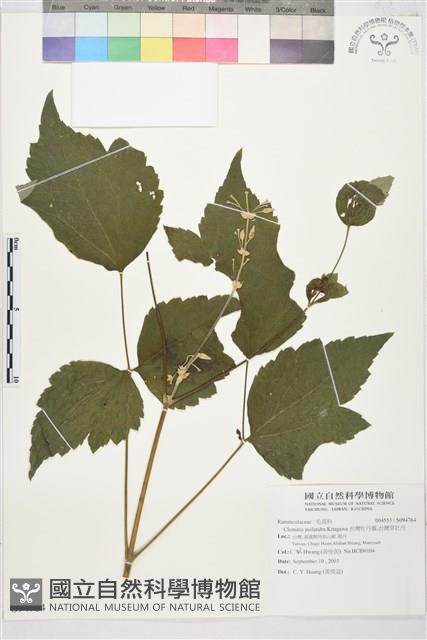 台灣牡丹藤、台灣草牡丹藏品圖，第2張