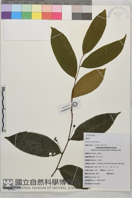 野獨活藏品圖，第1張
