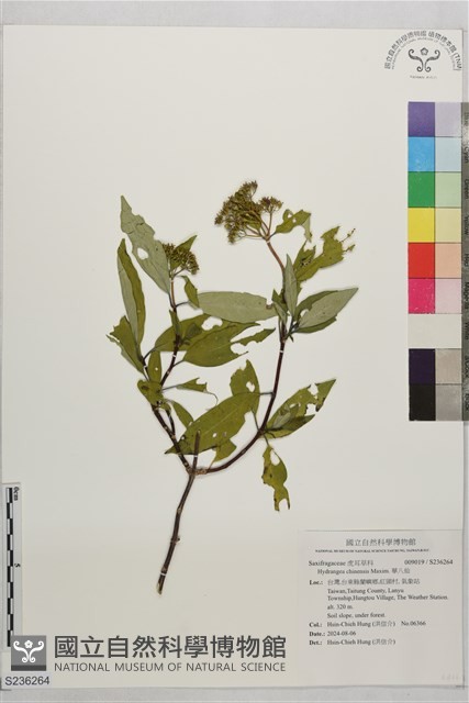 華八仙藏品圖，第1張