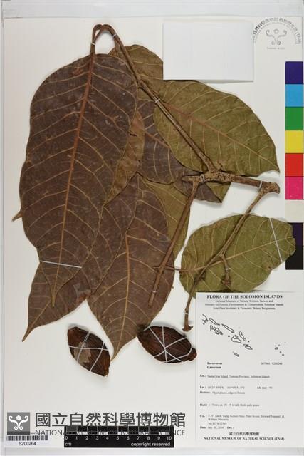 登錄號:S200264藏品圖，第1張