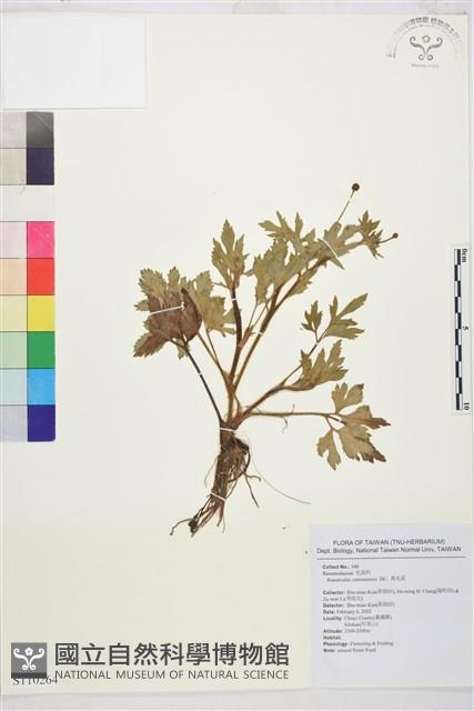 水辣菜、禺毛茛藏品圖，第1張