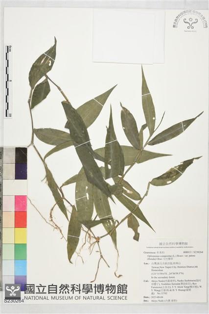 大竹葉草藏品圖，第1張