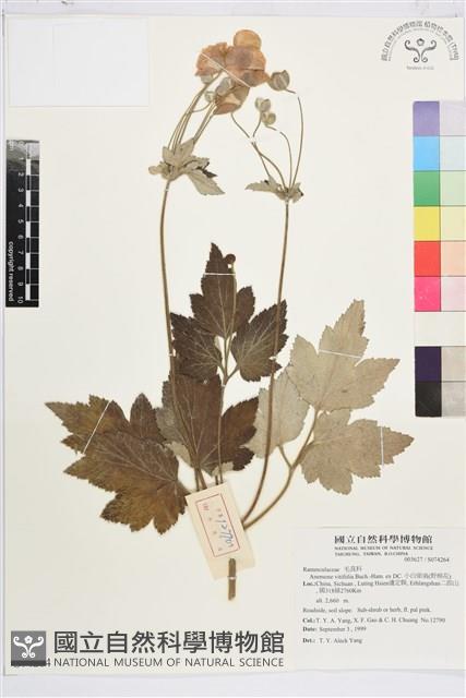 小白頭翁、野棉花藏品圖，第1張