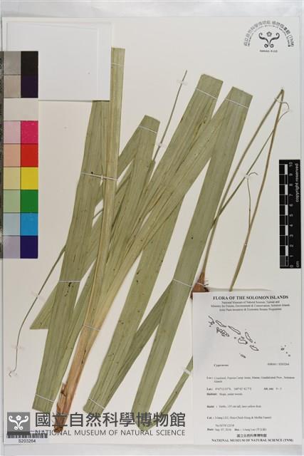 登錄號:S203264藏品圖，第1張