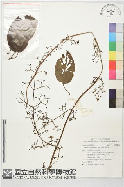 絨毛雞屎藤藏品圖，第1張