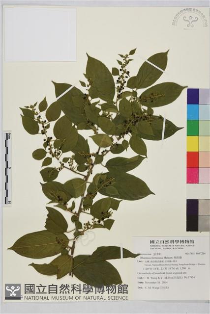 桶鉤藤藏品圖，第1張