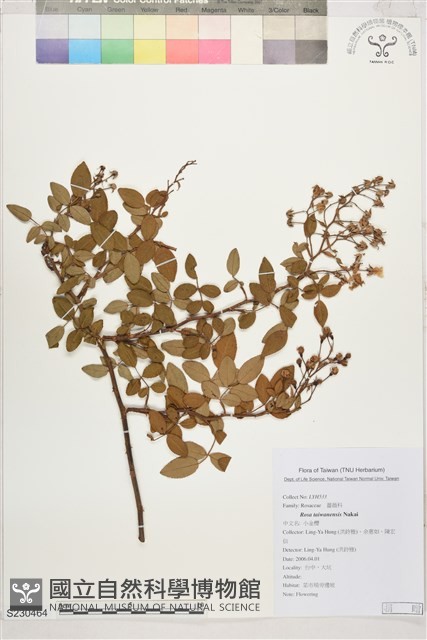 小金櫻、太魯閣薔薇藏品圖，第1張