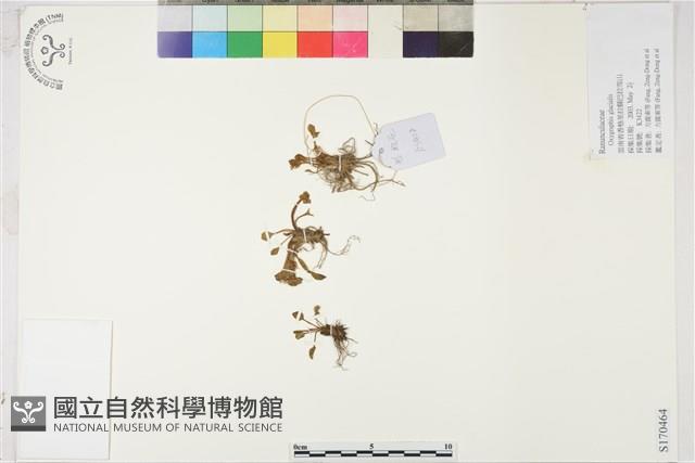 鴉跖花藏品圖，第1張