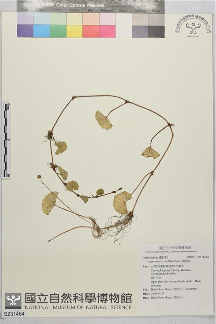 銅錢草藏品圖，第1張