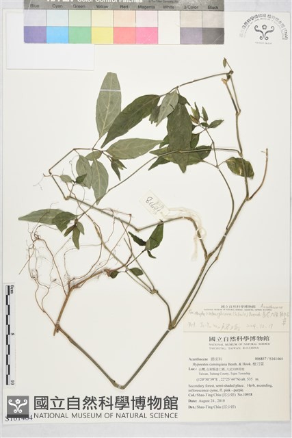 長花九頭獅子草、山藍藏品圖，第1張