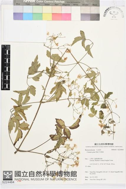 串鼻龍藏品圖，第1張