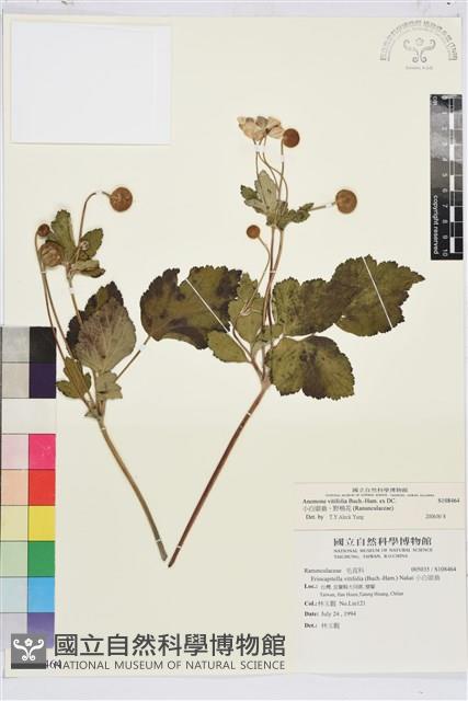 小白頭翁、野棉花藏品圖，第1張