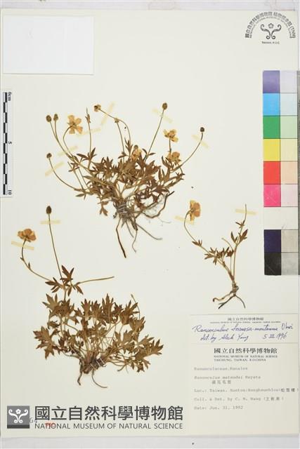 蓬萊毛茛藏品圖，第1張