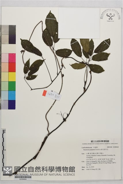 紫花野木瓜藏品圖，第1張