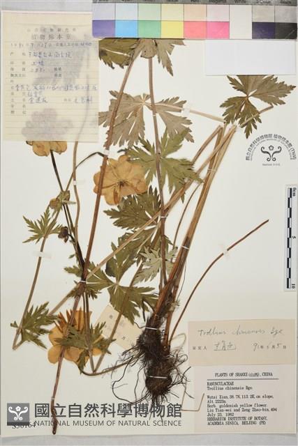 金蓮花藏品圖，第1張