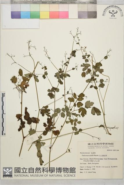 玉山唐松草藏品圖，第1張