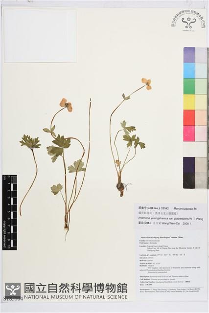 福貢銀蓮花藏品圖，第1張