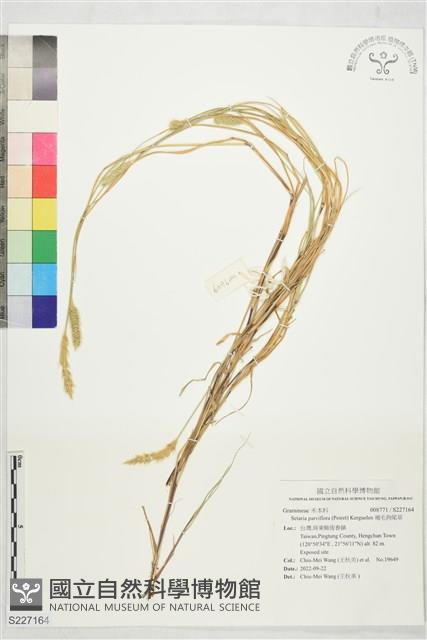 褐毛狗尾草藏品圖，第1張