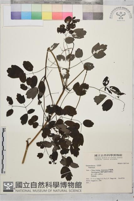 登錄號:S037164藏品圖，第1張