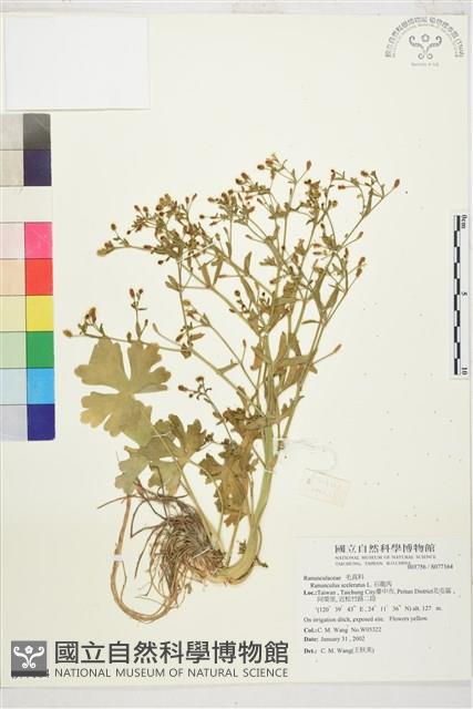 石龍芮藏品圖，第1張