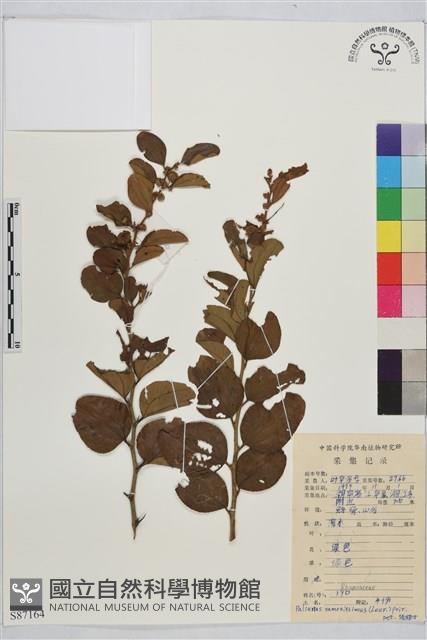 馬甲子藏品圖，第2張